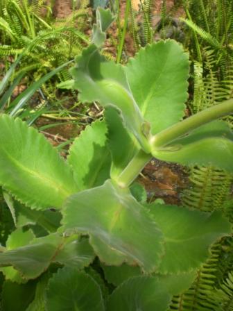 [Foto de planta, jardin, jardineria]