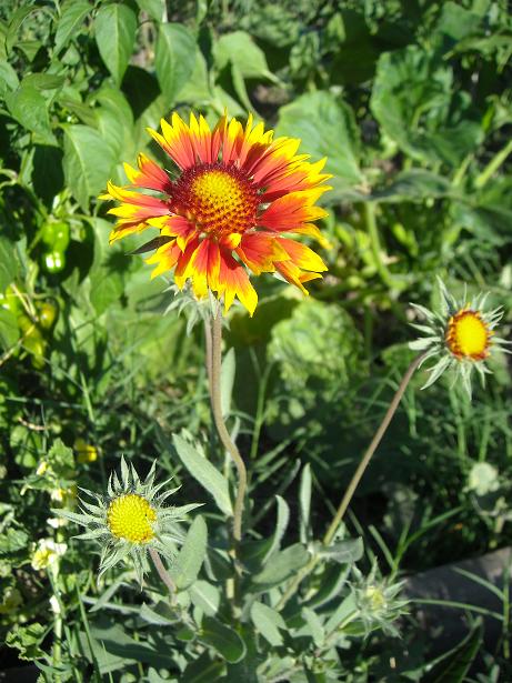 [Foto de planta, jardin, jardineria]