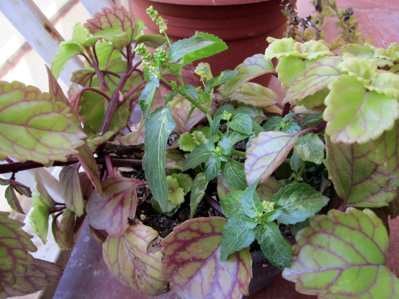 [Foto de planta, jardin, jardineria]