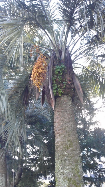 [Foto de planta, jardin, jardineria]