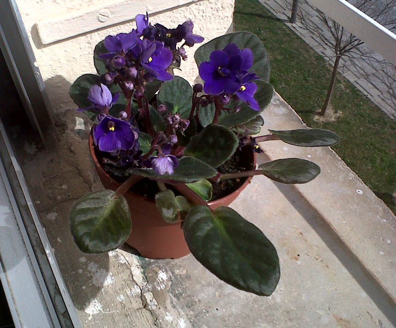 [Foto de planta, jardin, jardineria]