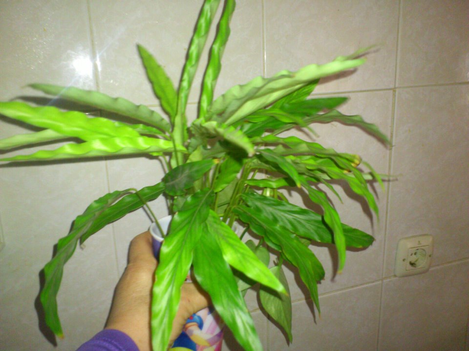 [Foto de planta, jardin, jardineria]
