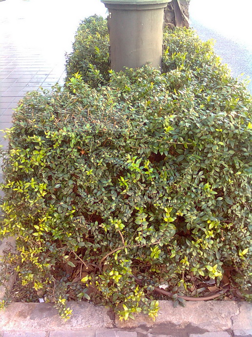 [Foto de planta, jardin, jardineria]