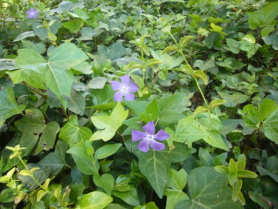[Foto de planta, jardin, jardineria]