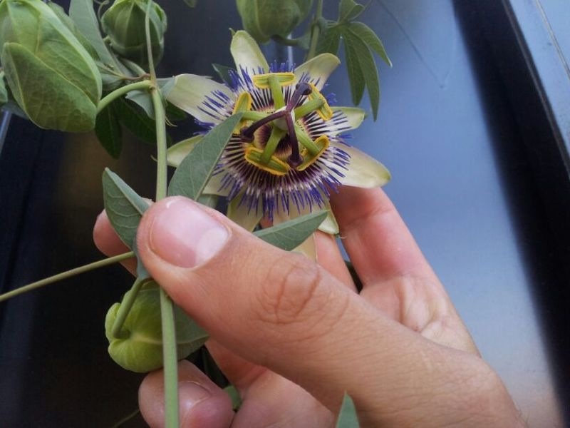 [Foto de planta, jardin, jardineria]