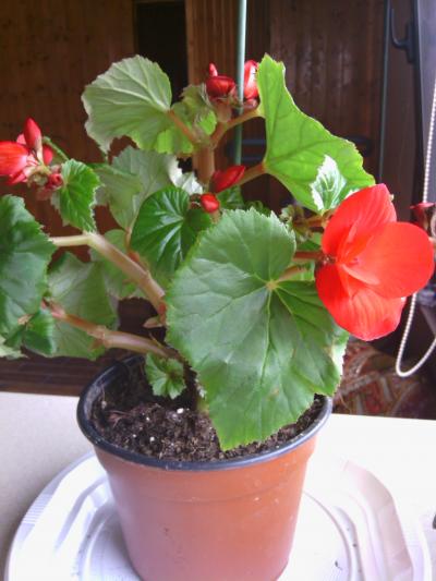 [Foto de planta, jardin, jardineria]