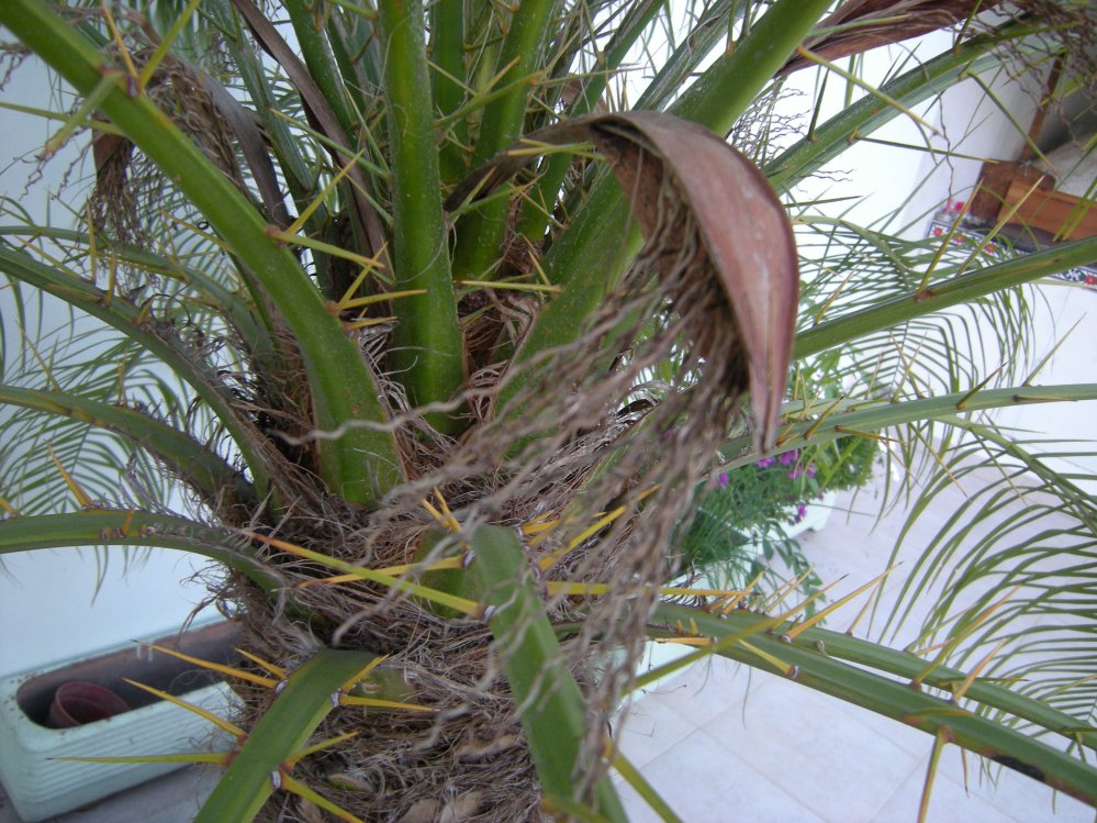 [Foto de planta, jardin, jardineria]