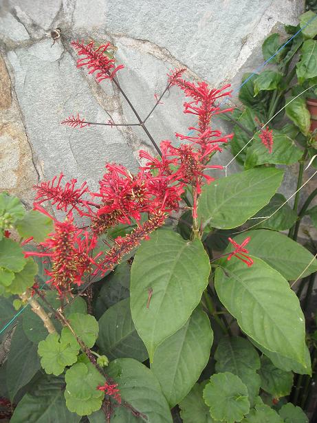 [Foto de planta, jardin, jardineria]