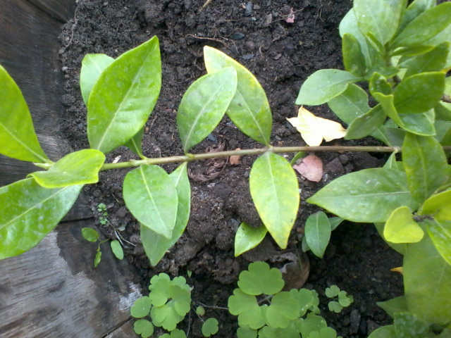 [Foto de planta, jardin, jardineria]