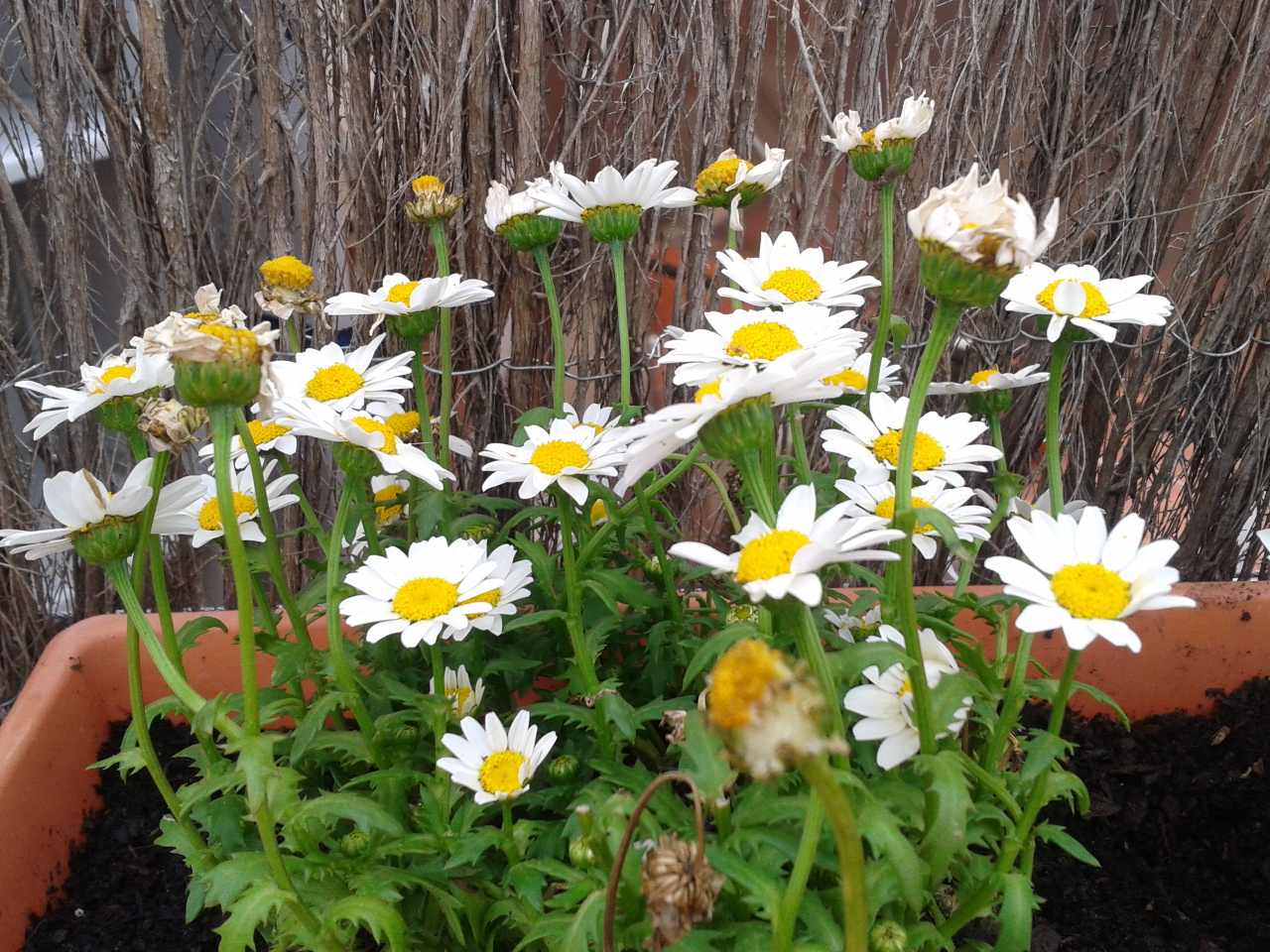 [Foto de planta, jardin, jardineria]