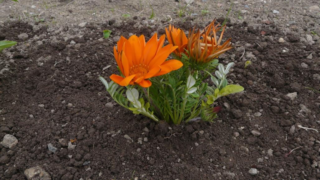 [Foto de planta, jardin, jardineria]