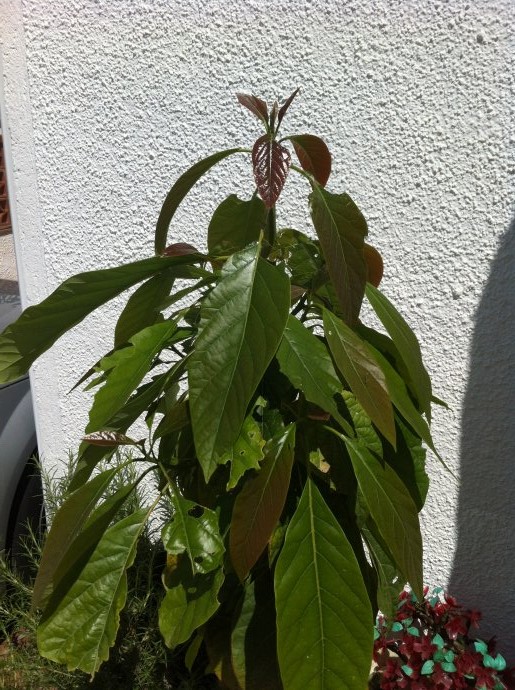 [Foto de planta, jardin, jardineria]