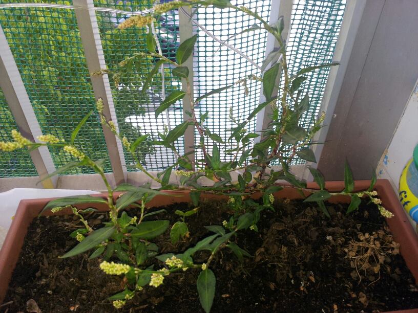 [Foto de planta, jardin, jardineria]