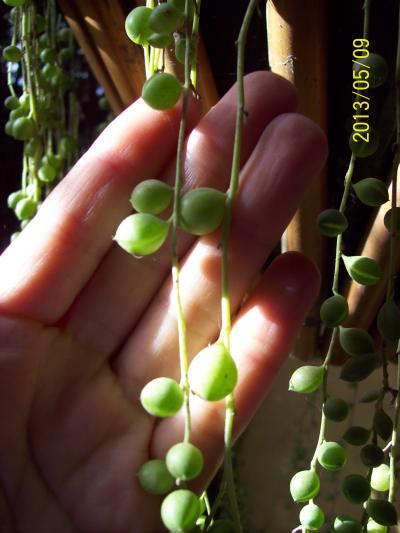 [Foto de planta, jardin, jardineria]