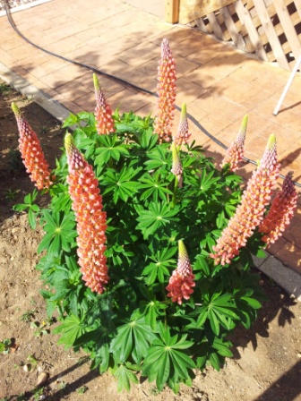 [Foto de planta, jardin, jardineria]