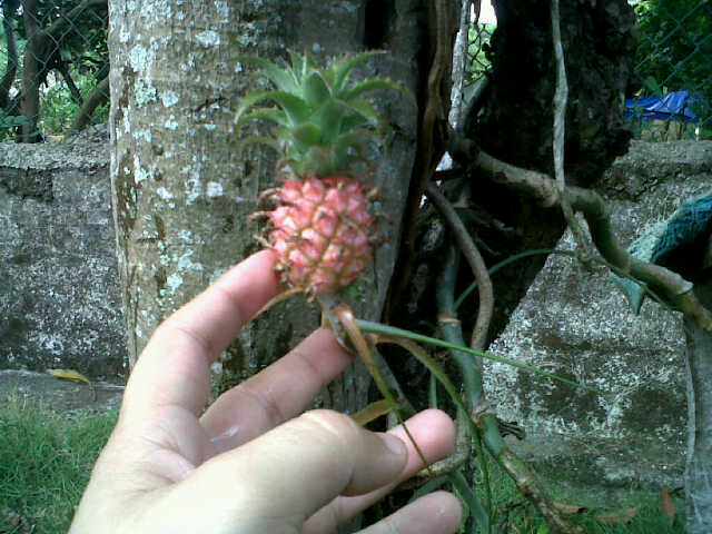 [Foto de planta, jardin, jardineria]