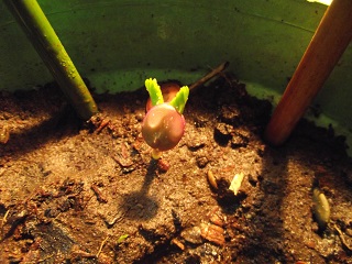 [Foto de planta, jardin, jardineria]