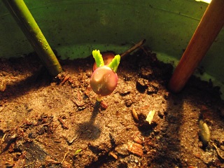 [Foto de planta, jardin, jardineria]