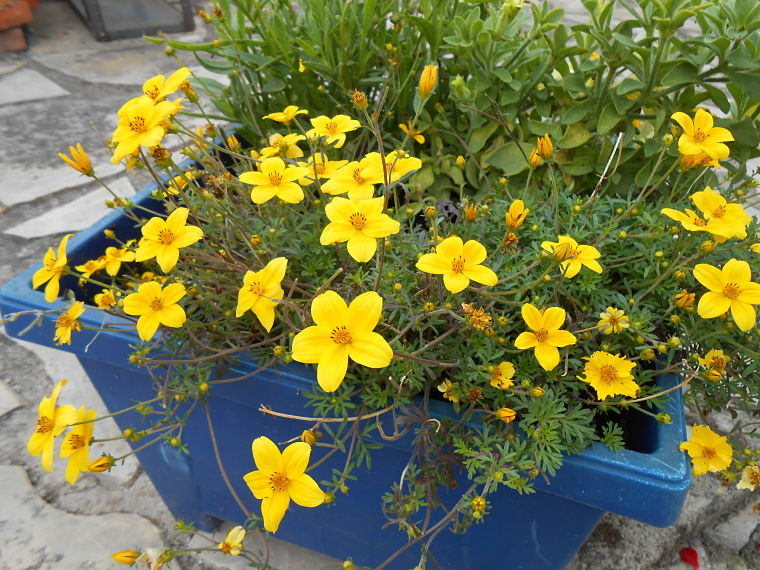 [Foto de planta, jardin, jardineria]