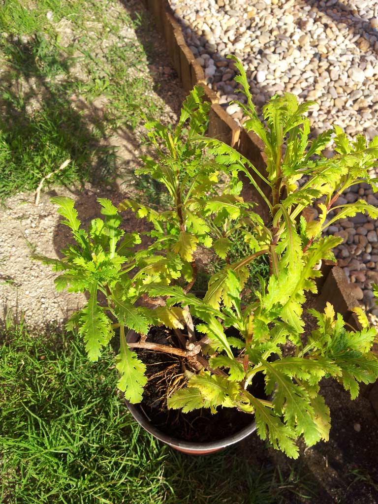 [Foto de planta, jardin, jardineria]