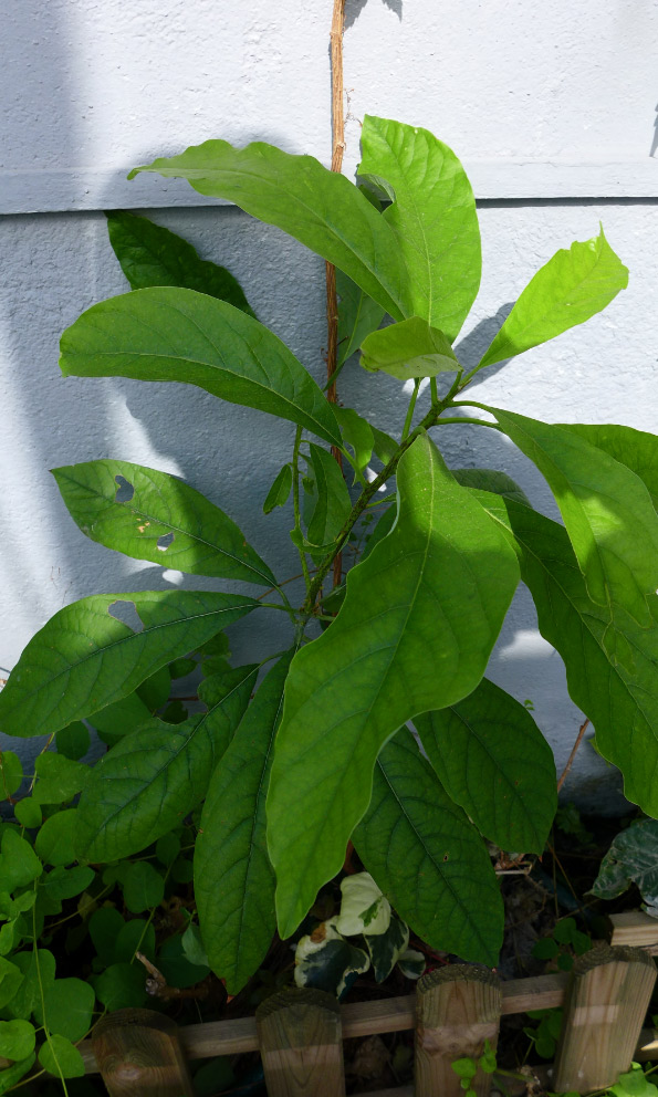 [Foto de planta, jardin, jardineria]