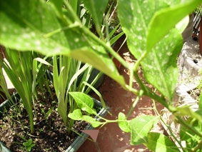 [Foto de planta, jardin, jardineria]