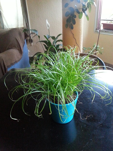 [Foto de planta, jardin, jardineria]