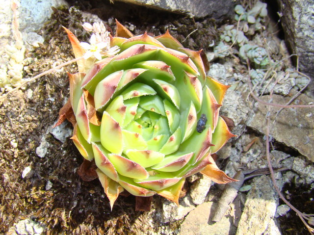 [Foto de planta, jardin, jardineria]