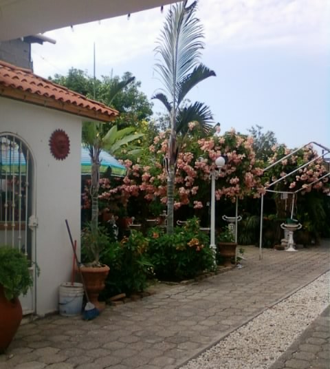 [Foto de planta, jardin, jardineria]