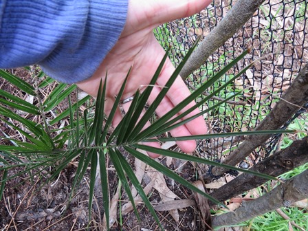 [Foto de planta, jardin, jardineria]