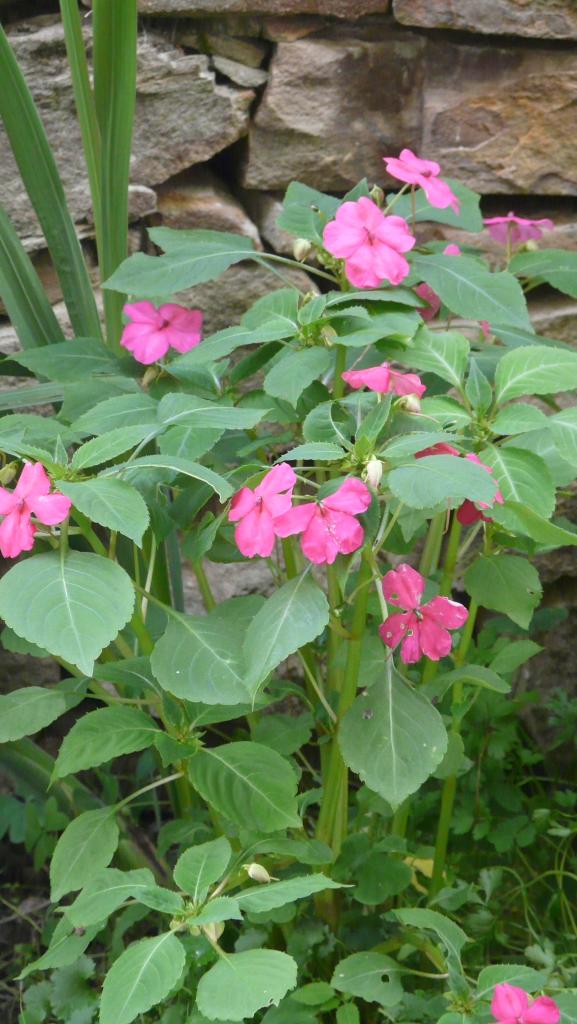 [Foto de planta, jardin, jardineria]