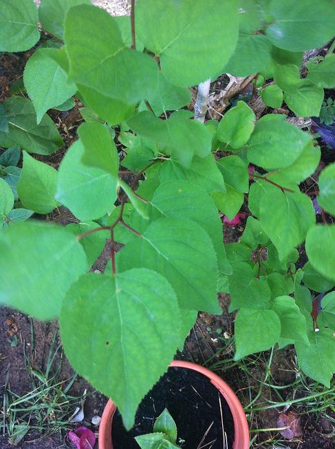 [Foto de planta, jardin, jardineria]