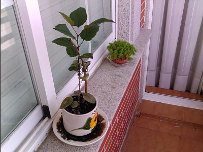 [Foto de planta, jardin, jardineria]