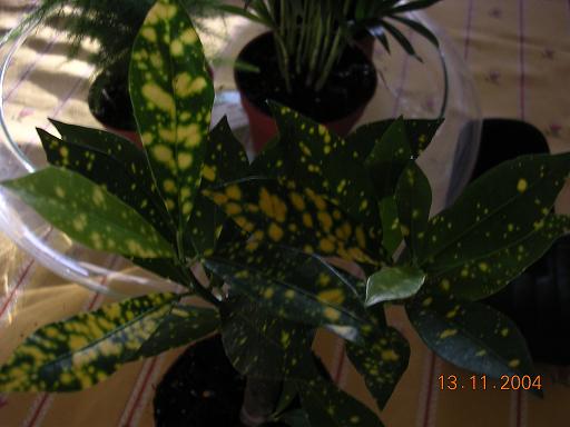 [Foto de planta, jardin, jardineria]