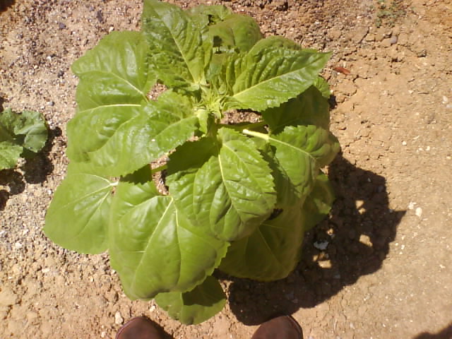 [Foto de planta, jardin, jardineria]