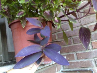 [Foto de planta, jardin, jardineria]