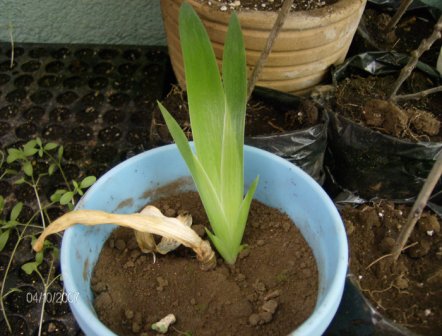 [Foto de planta, jardin, jardineria]