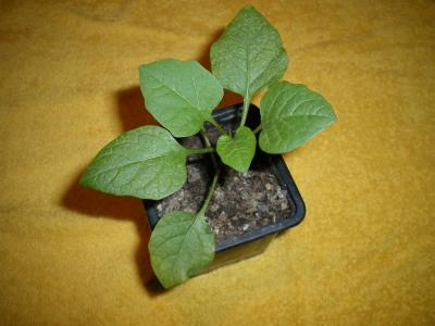 [Foto de planta, jardin, jardineria]
