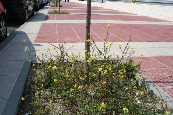 [Foto de planta, jardin, jardineria]