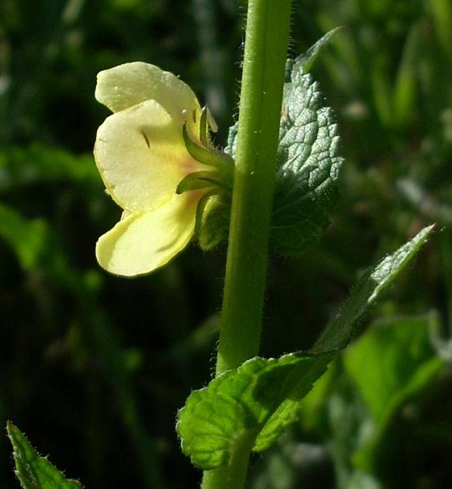 [Foto de planta, jardin, jardineria]