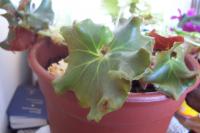 [Foto de planta, jardin, jardineria]