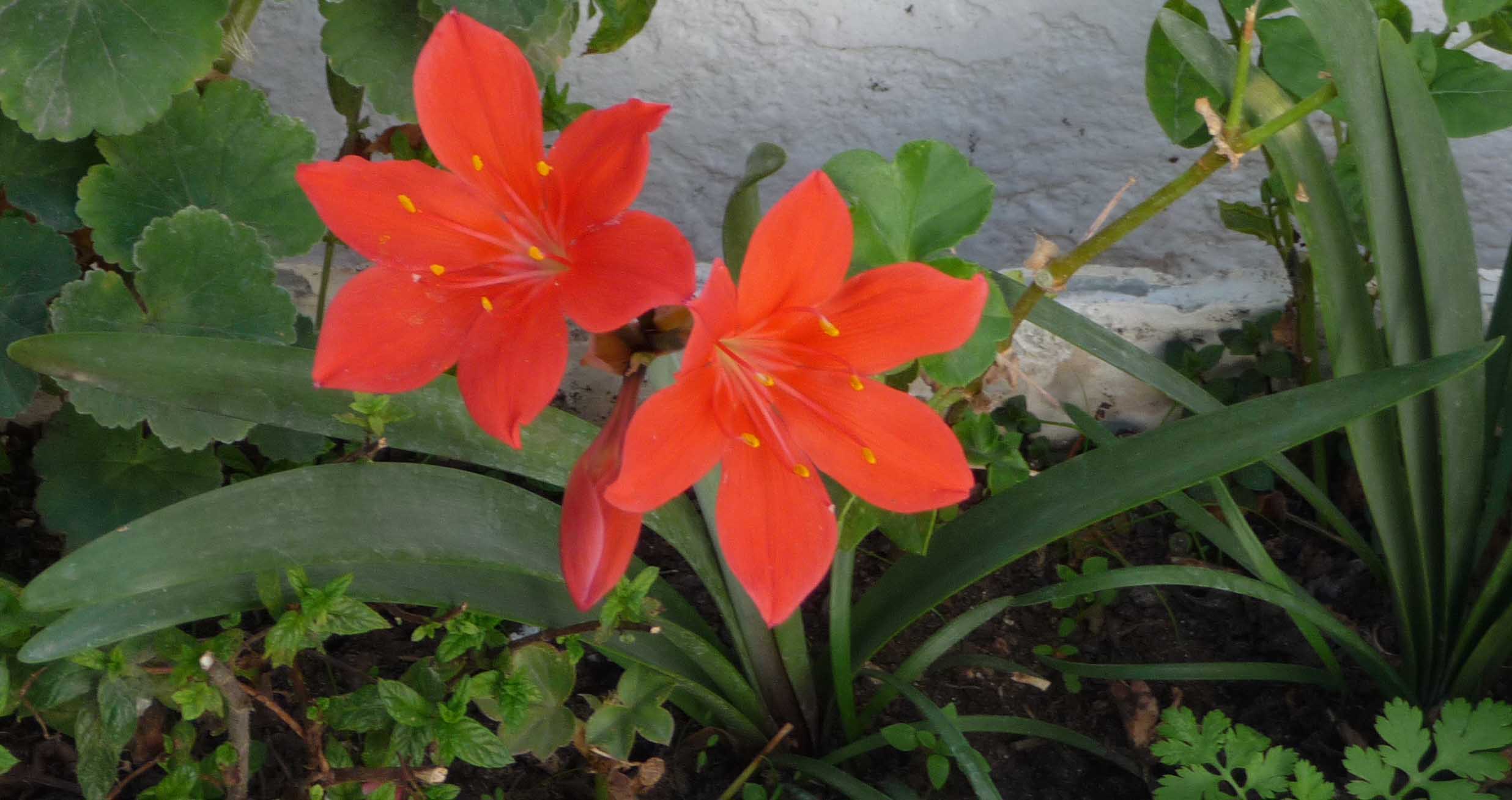 [Foto de planta, jardin, jardineria]
