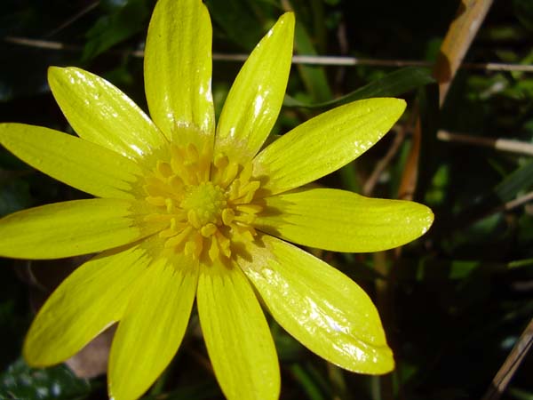 [Foto de planta, jardin, jardineria]