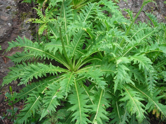 [Foto de planta, jardin, jardineria]