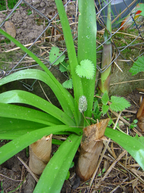 [Foto de planta, jardin, jardineria]