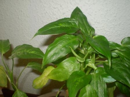 [Foto de planta, jardin, jardineria]
