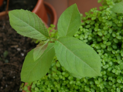 [Foto de planta, jardin, jardineria]