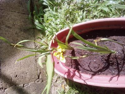 [Foto de planta, jardin, jardineria]