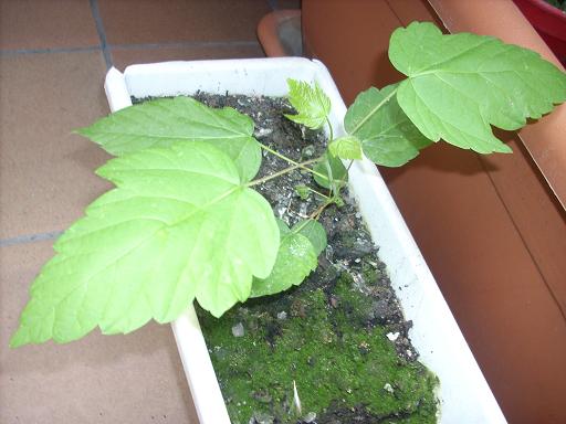 [Foto de planta, jardin, jardineria]