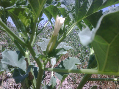 [Foto de planta, jardin, jardineria]